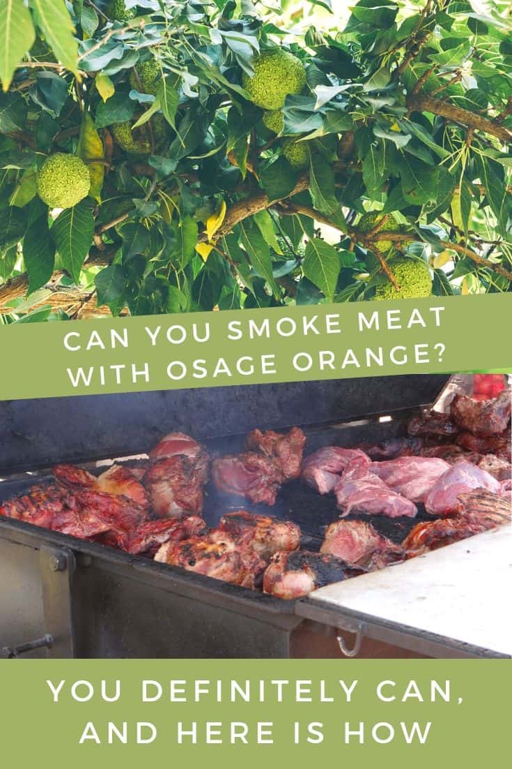 Meat on the smoker and an osage orange tree