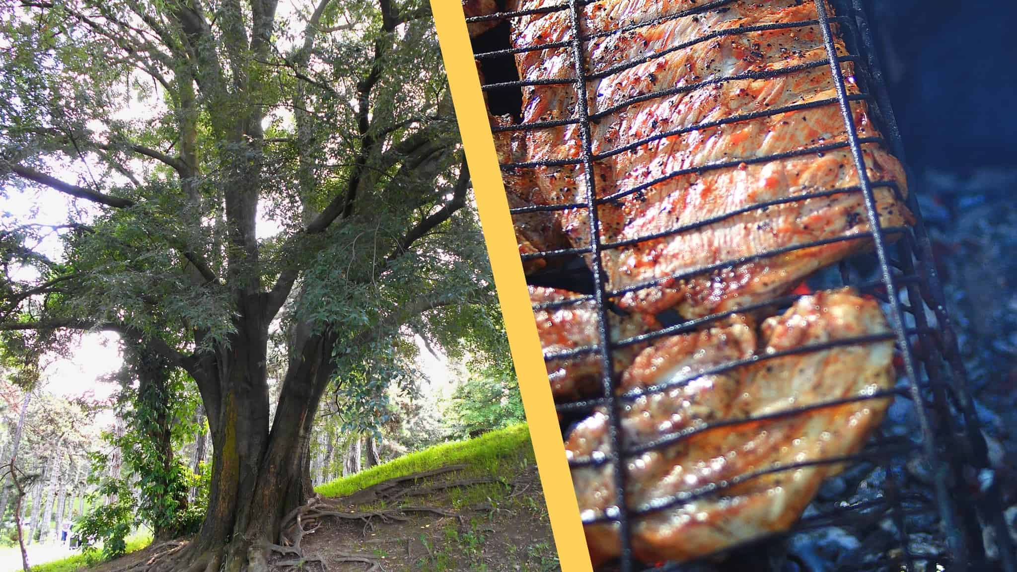 Is hackberry good for smoking meat