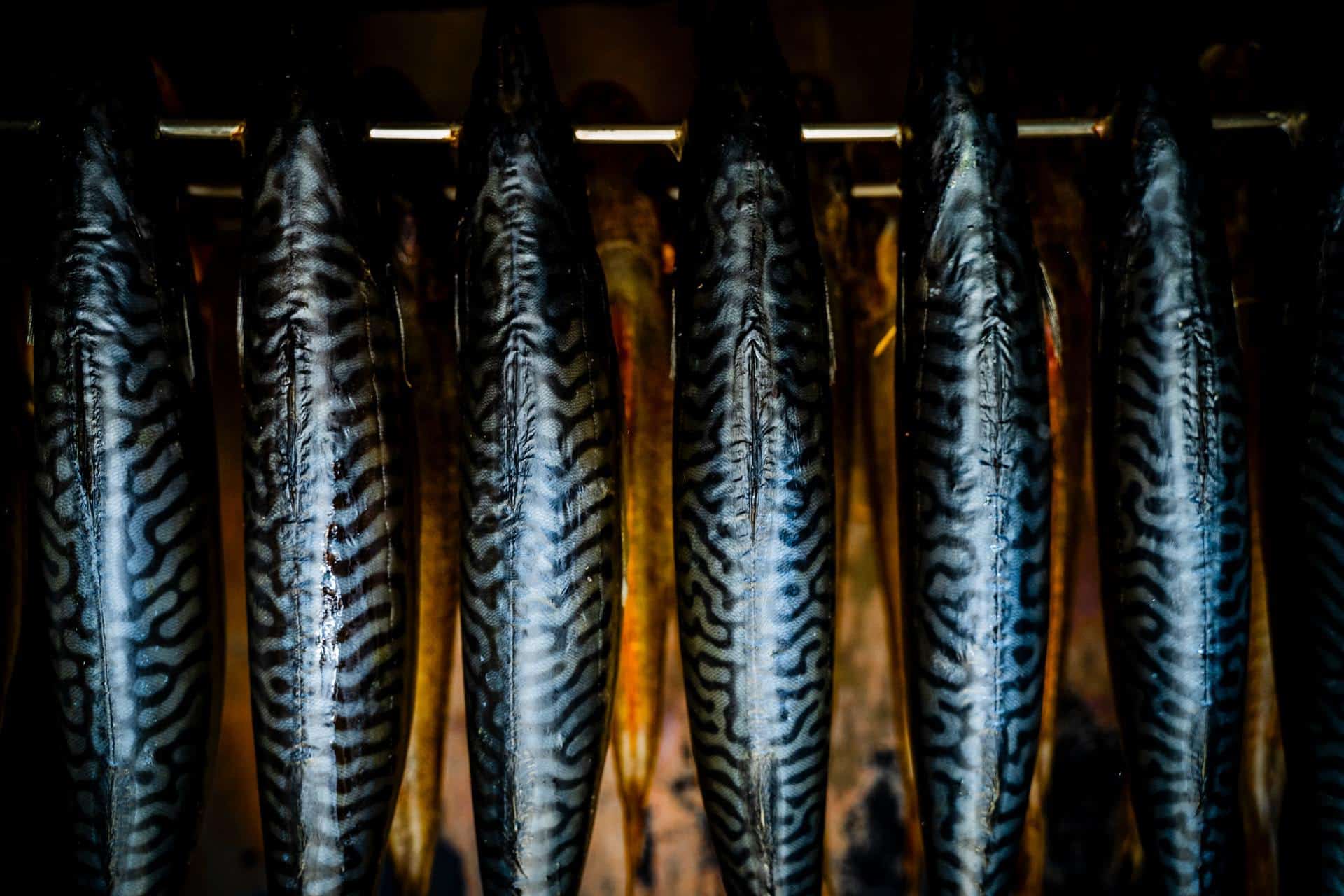 Best fish to smoke mackerel is a great choice