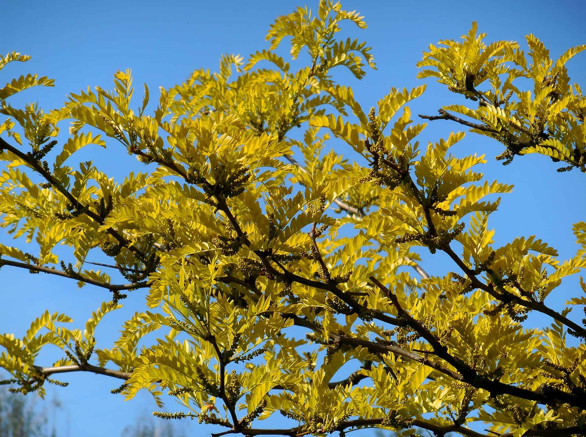 Is honey locust wood good for smoking here's why not