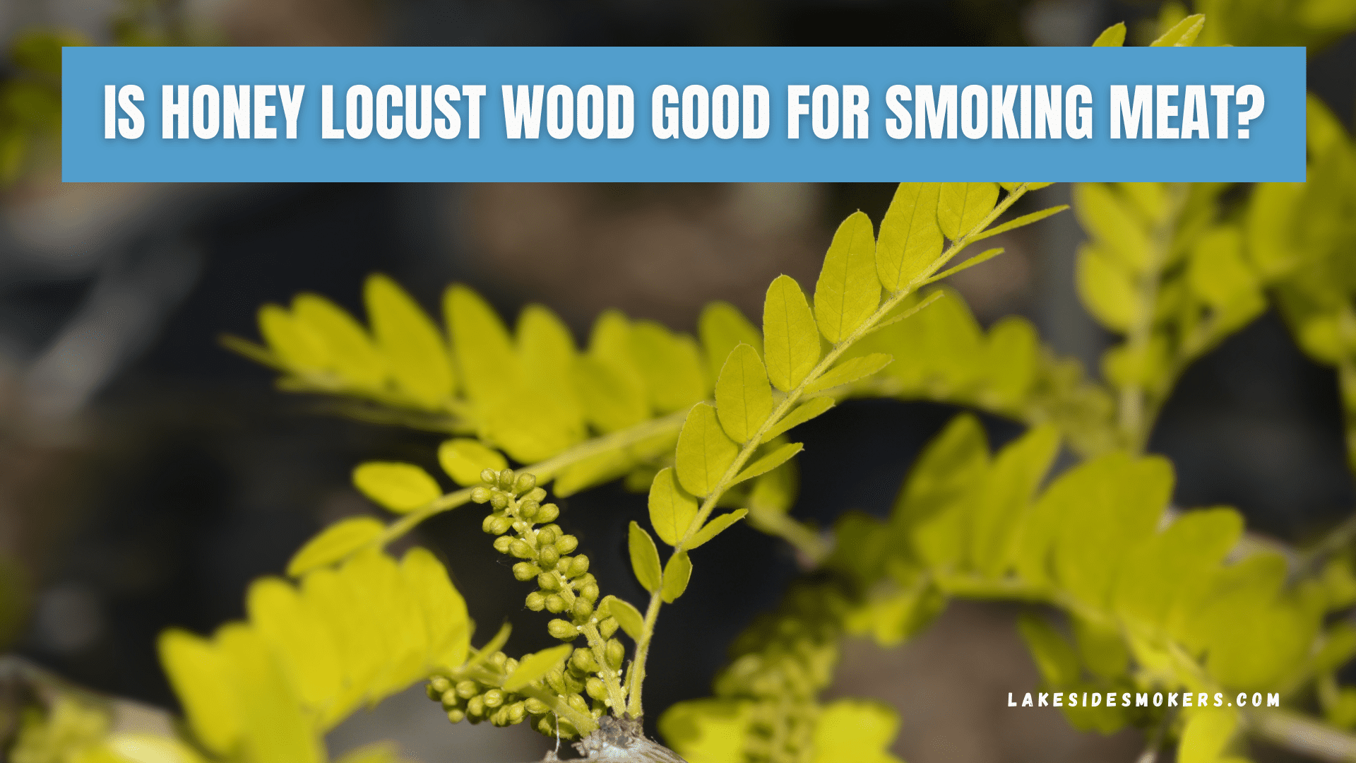 Is honey locust wood good for smoking meat? Better not