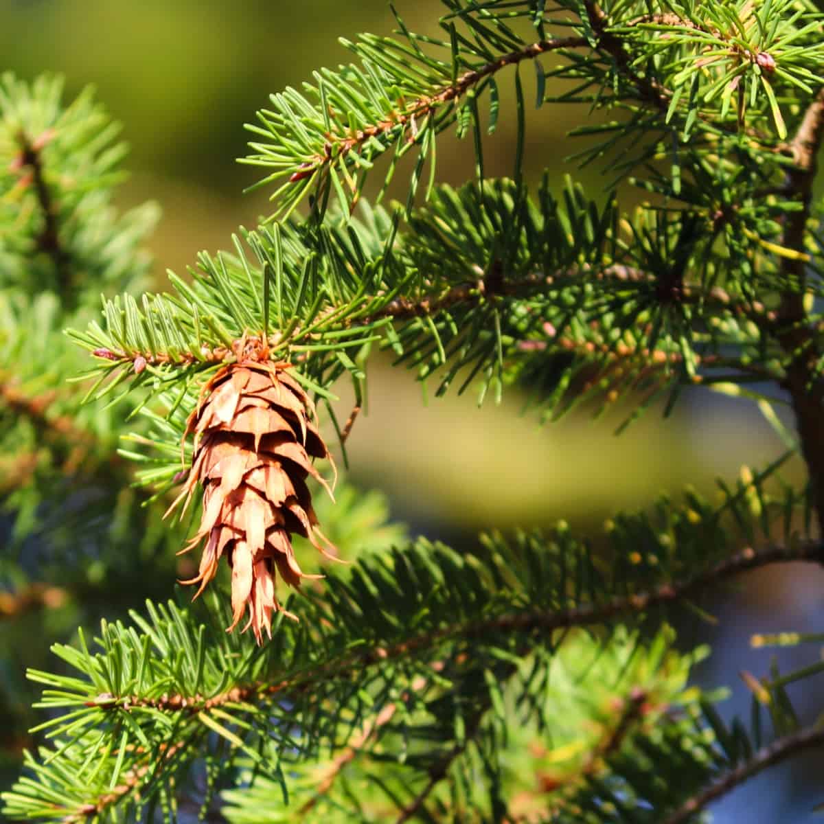 Ist Nadelbaum gut zum Räuchern geeignet?