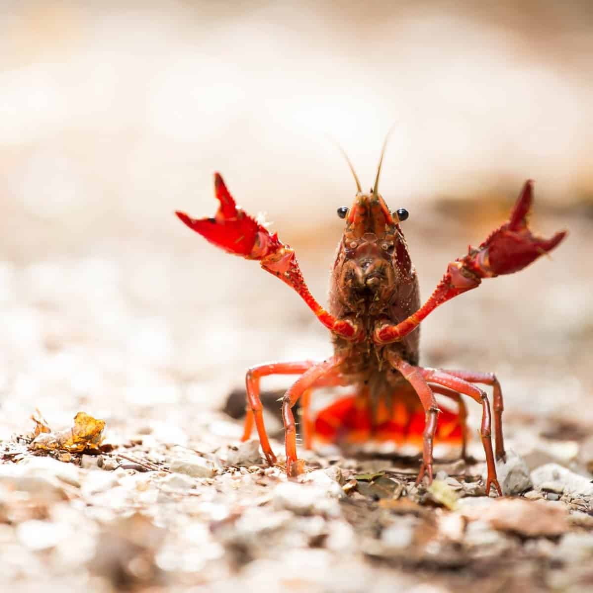 What are crayfish