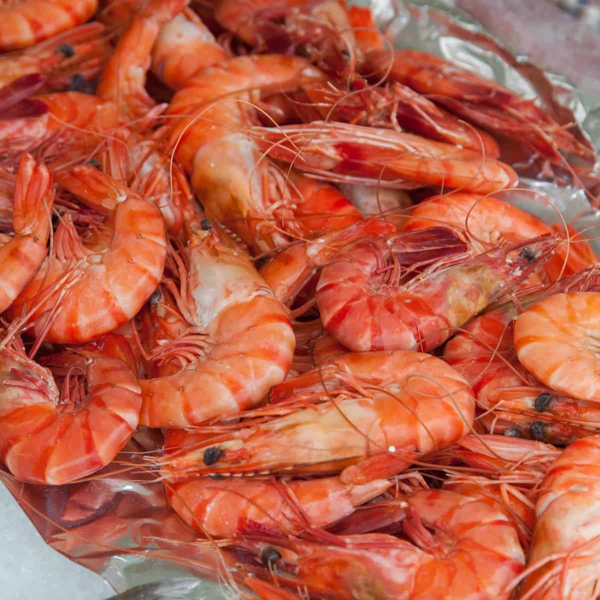 What are shrimp