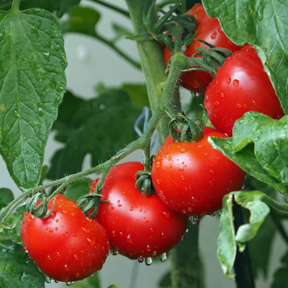 What are tomatoes