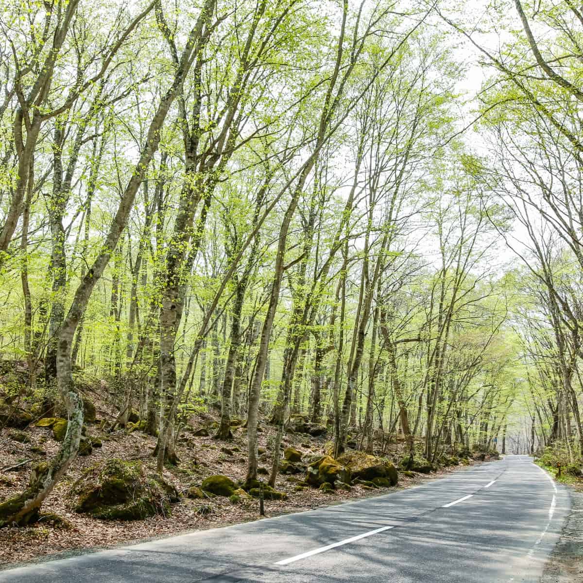 Què és Fagaceae