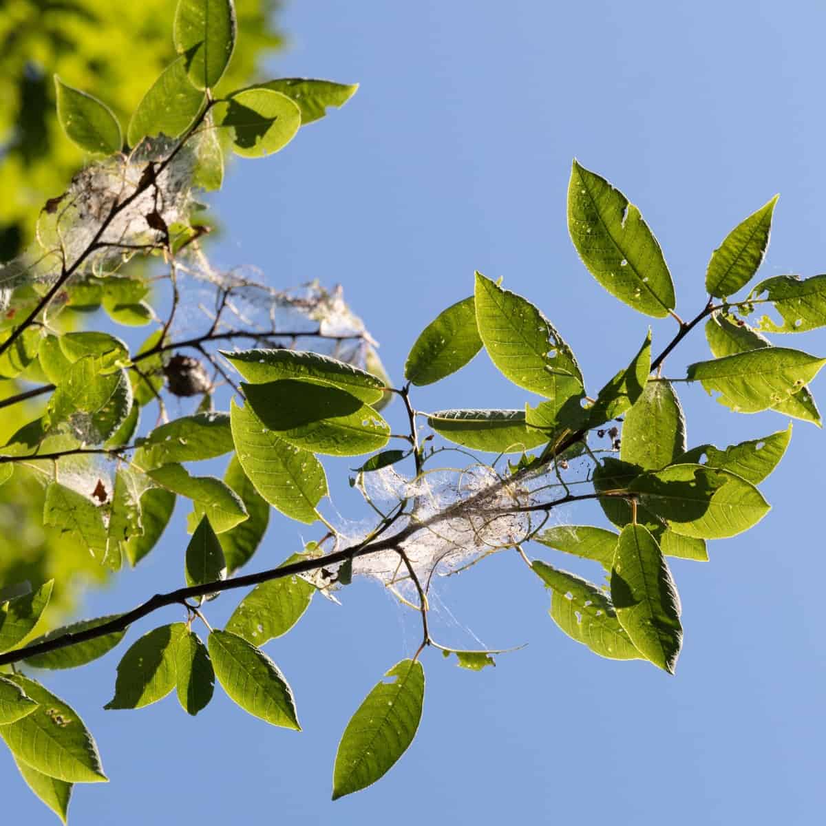 What is bird cherry