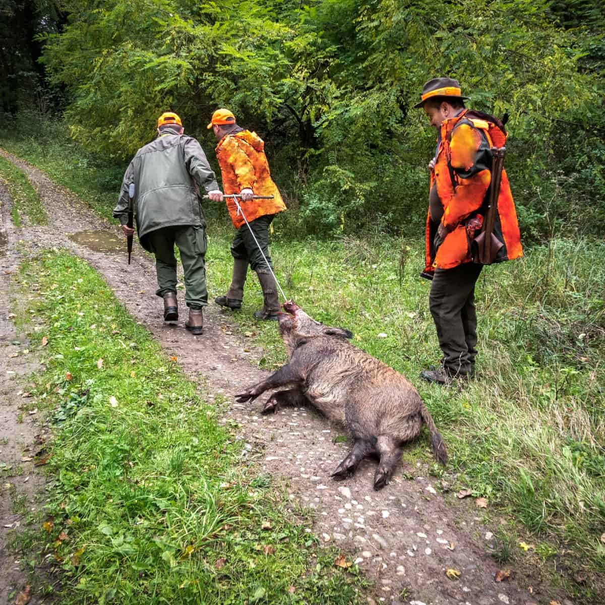 Cos'è il cinghiale