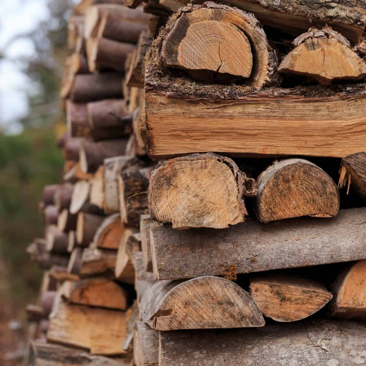 What is firewood