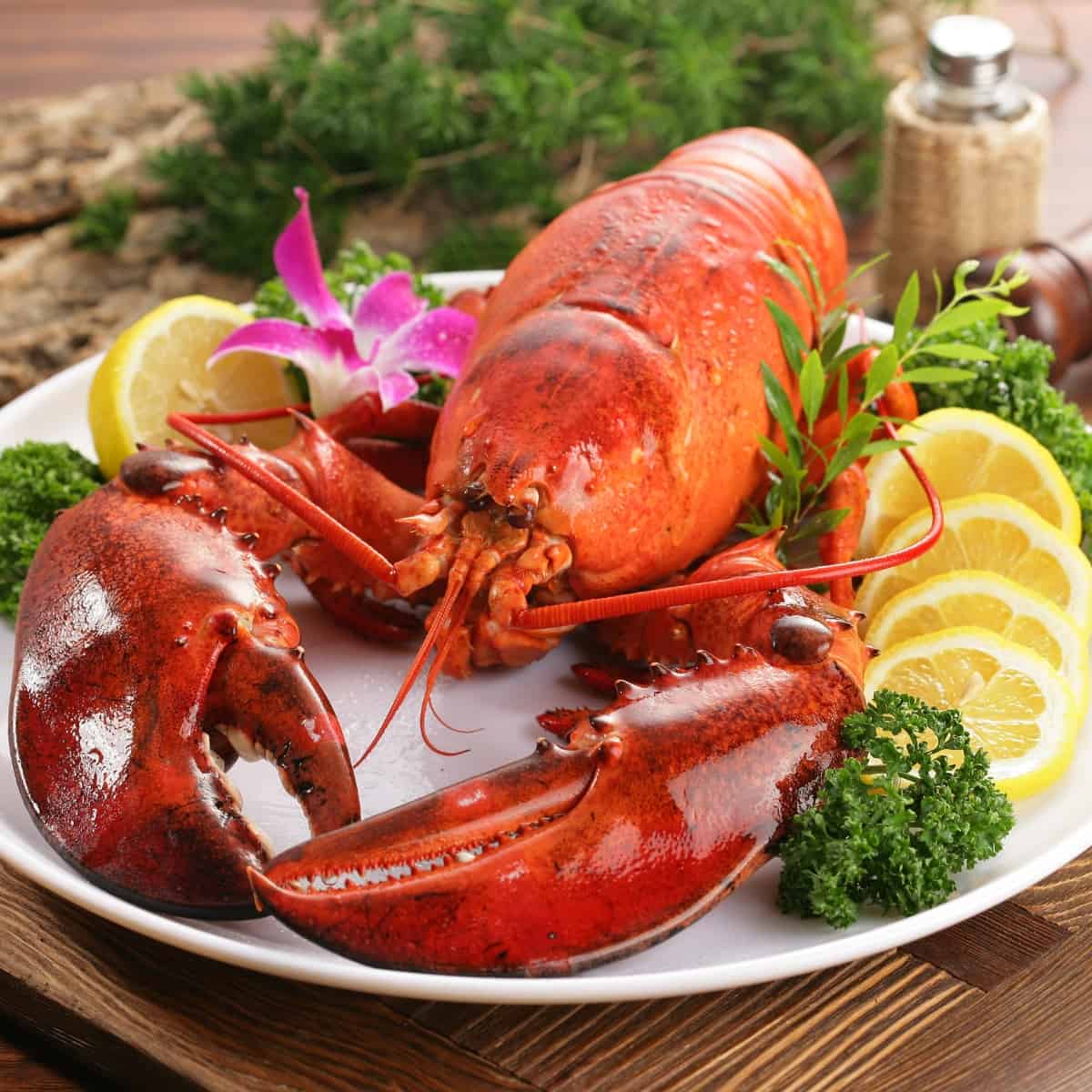 What is lobster