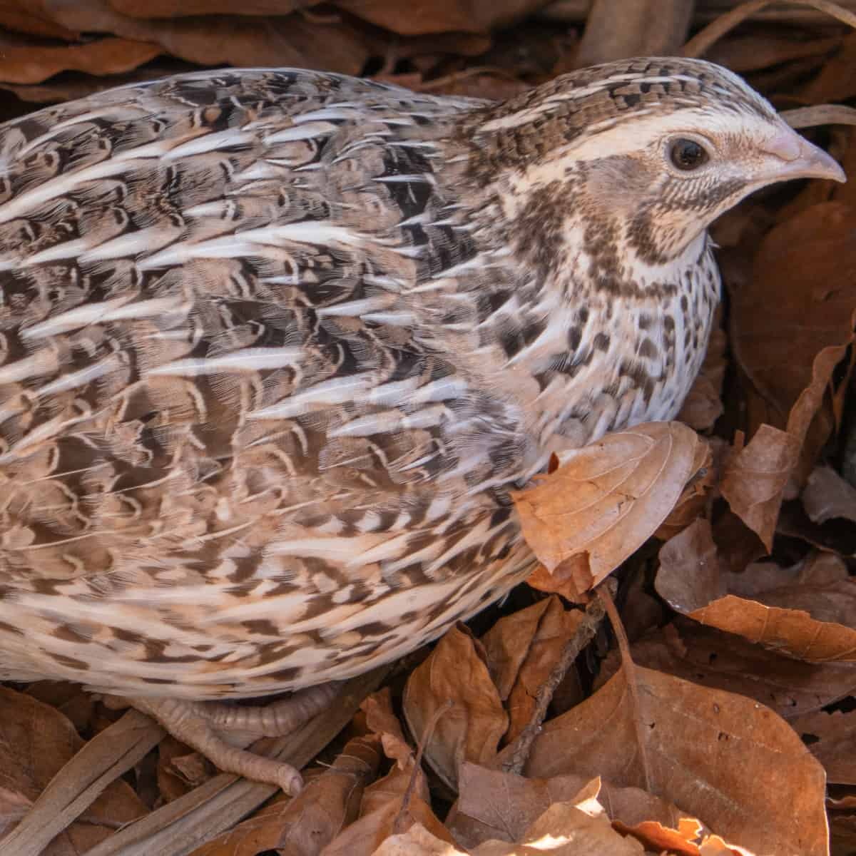What is quail