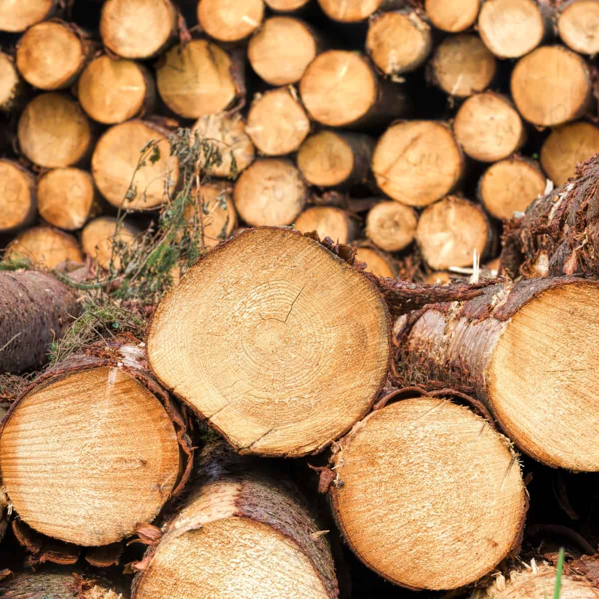 What is softwood