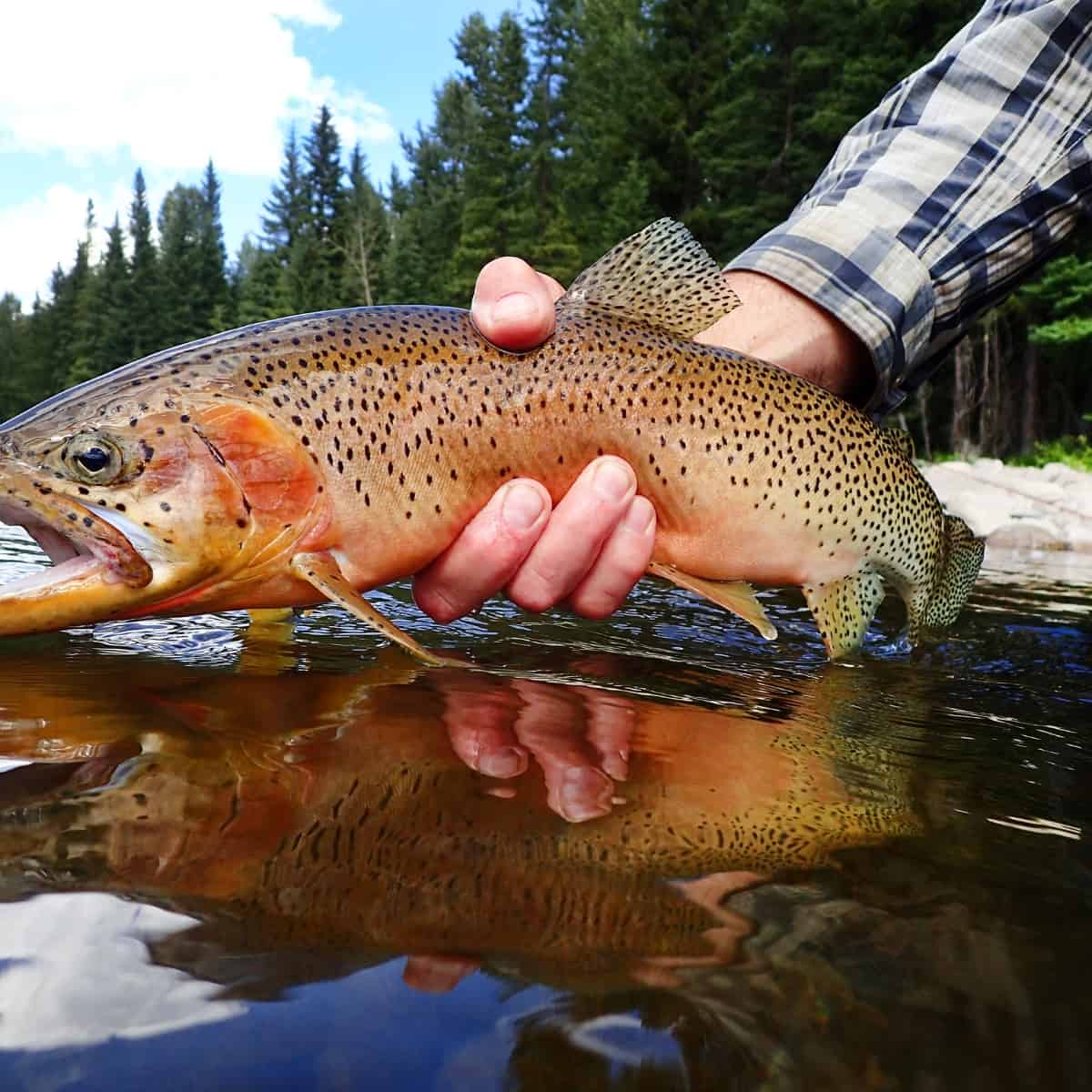 什麼是鱒魚