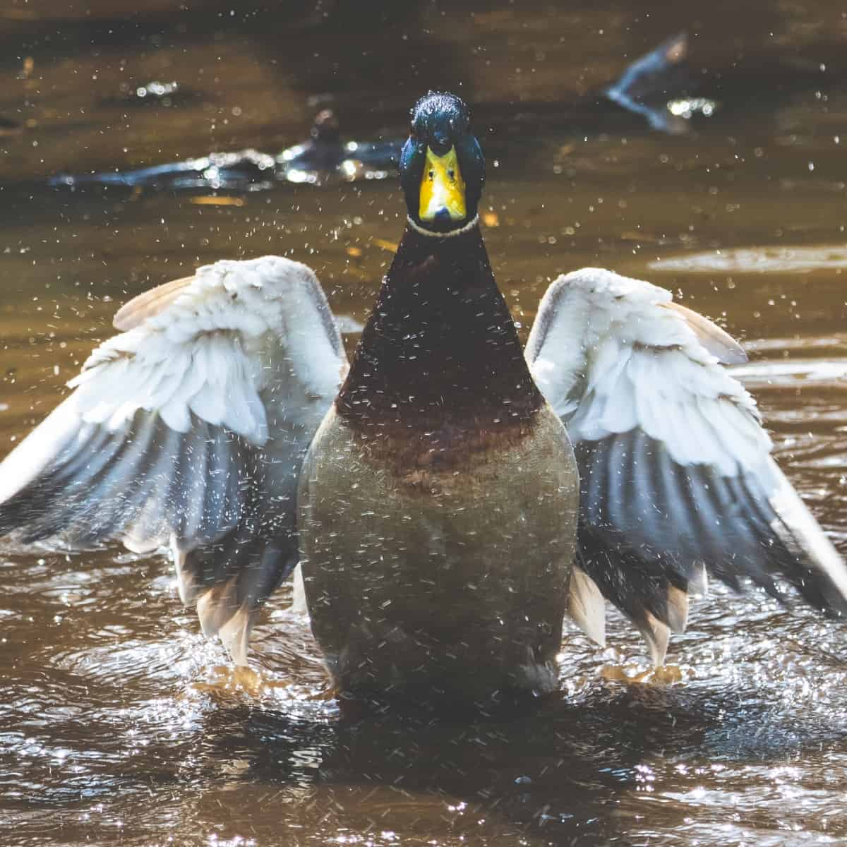 What is waterfowl