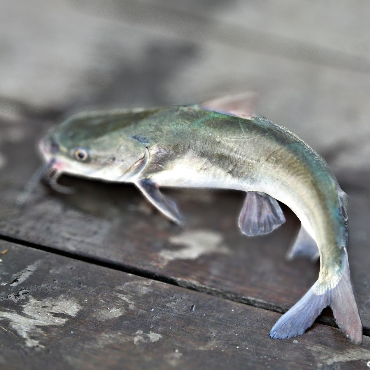 Is catfish good for eating