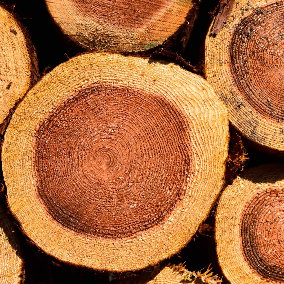 Кедрово дърво: безопасно и препоръчително ли е за пушене на месо?