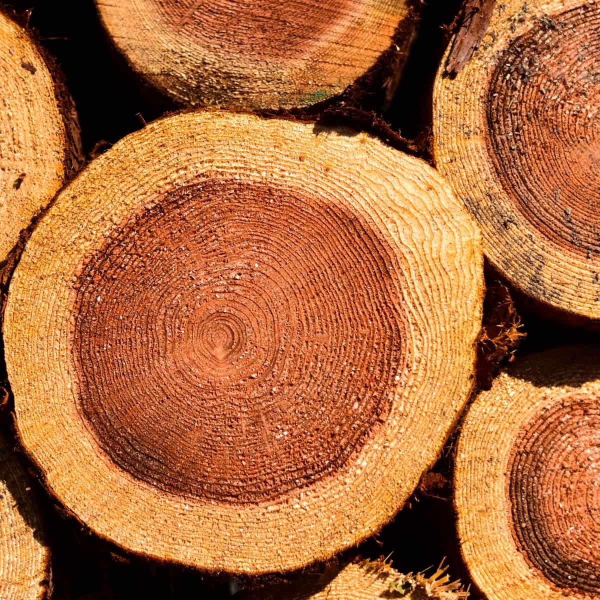 Is cedar wood good for smoking