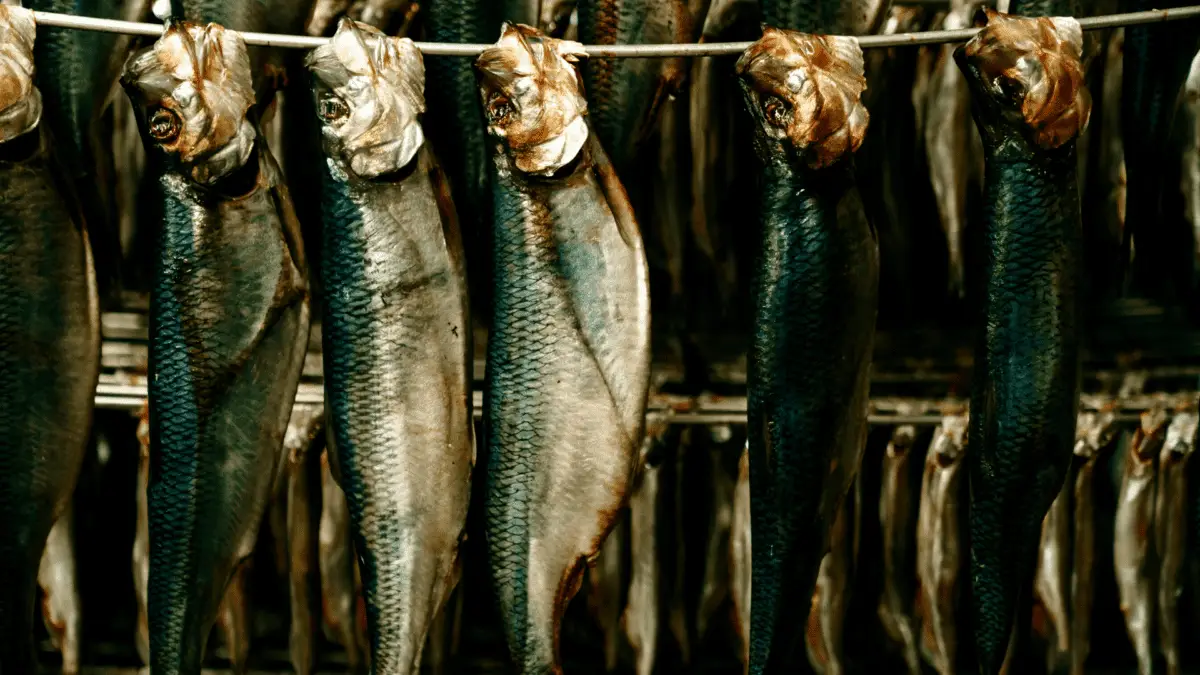 row of sardines strung up