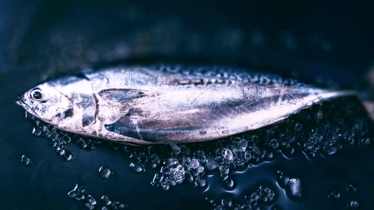 closeup of whole tuna fish