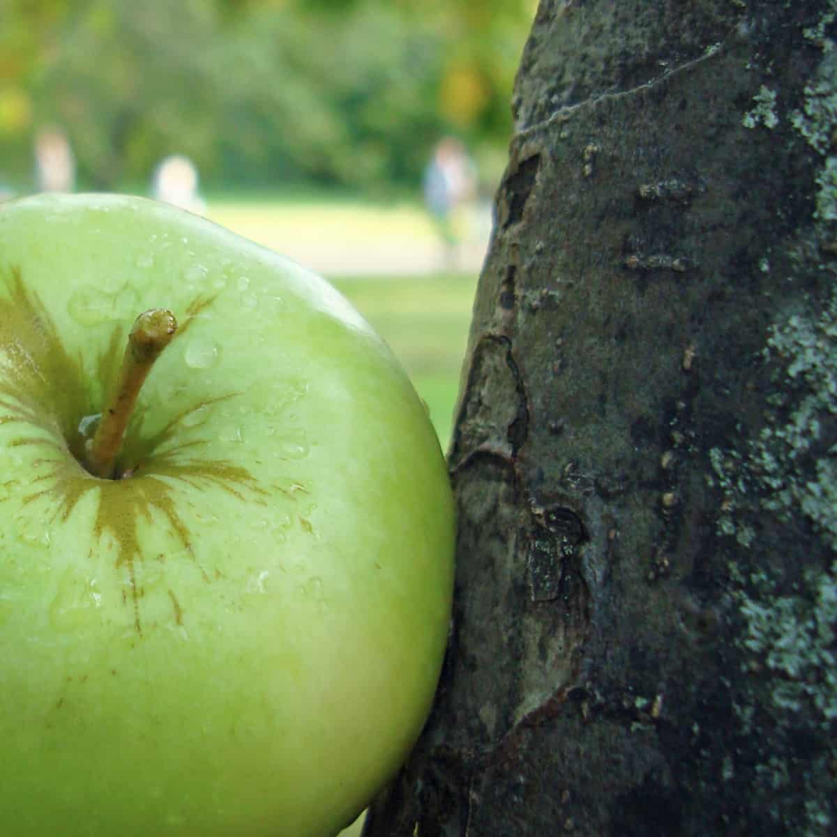 Is appelhout goed om te roken